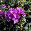Rhododendron 'Lee's Best Purple'