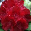 Rhododendron 'Lem's Stormcloud'