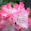 Rhododendron 'Lem's Monarch'