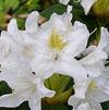 Rhododendron 'Madame Masson'