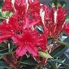 Rhododendron 'Mandalay'