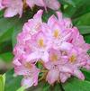 Rhododendron 'Maxecat'