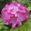 Rhododendron 'Princess Mary of Cambridge'