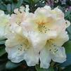 Rhododendron 'Odee Wright'