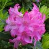 Rhododendron 'Myrtifolium'