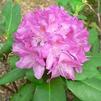 Rhododendron 'Paul Bosley'