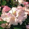 Rhododendron 'Olympic Lady'