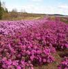 Rhododendron 'PJM Elite'