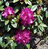 Rhododendron 'Purple Lace'