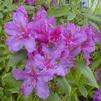 Rhododendron 'Purpureum Grandiflorum'