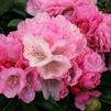 Rhododendron Yakushimanum 'Queen Alice'