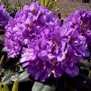 Rhododendron 'Royal Purple'