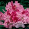 Rhododendron Yakushimanum 'Solidarity'