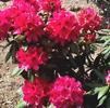 Rhododendron 'The General'