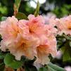 Rhododendron 'Trude Webster'