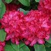 Rhododendron 'Vivacious'