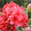 Rhododendron 'Vulcan's Flame'