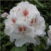 Rhododendron 'Williams (Van Veen)'