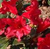 Rhododendron 'Baden Baden'