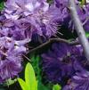 Rhododendron 'Bluette'