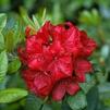 Rhododendron 'Firestorm'