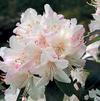 Rhododendron 'Ginny Gee'