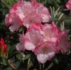 Rhododendron Yakushimanum 'Sunrise'