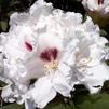 Rhododendron 'Tiana'