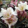 Rhododendron 'Victoria'