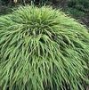 GR Hakonechloa macra 'Albo Striata'