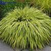 GR Hakonechloa macra 'All Gold'