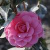 Camellia japonica 'Spellbound'