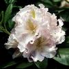 Rhododendron 'Janet Blair'