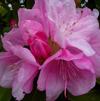 Rhododendron 'Royal Pink'
