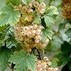 BR Ribes White Imp Sativa 'White Imperial'