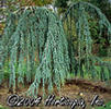 Cedrus Atlantica 'Glauca Pendula'