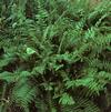 Fern Christmas Polystichum acrostichoides 'Christmas'