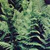 Fern Dixie Wood Dryopteris x australis 'Dixie Wood'