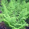 Fern Eastern Wood Dryopteris marginalis 'Eastern Wood'