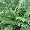 Fern Japanese Wood Dryopteris pycnopteroides 'Japanese Wood'