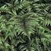 Fern Japanese Painted Athyrium nipponicum 'Pictum' 'Japanese Painted'