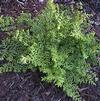 Fern Broad Buckler Dryopteris dilatata 'Broad Buckler'