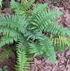 Fern Shaggy Shield Dryopteris cycadina 'Shaggy Shield'