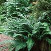 Fern Western Sword Polystichum munitum 'Western Sword'