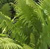 Fern Wood Fern Dryopteris species 'Wood Fern'