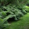 Fern Ostrich Matteuccia struthiopteris 'Ostrich Fern'