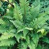 Fern Tassel Polystichum polyblepharum 'Tassel Fern'