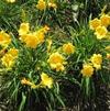 Hemerocallis Daylily 'Stella De Oro'