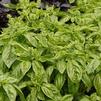 Herb Sweet Basil Genovese 'Sweet Basil'