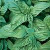 Herb Italian Large Leaf Basil Ocimum basilicum 'Italian Basil'